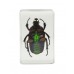 3D Bug Specimen Kit Nr.2
