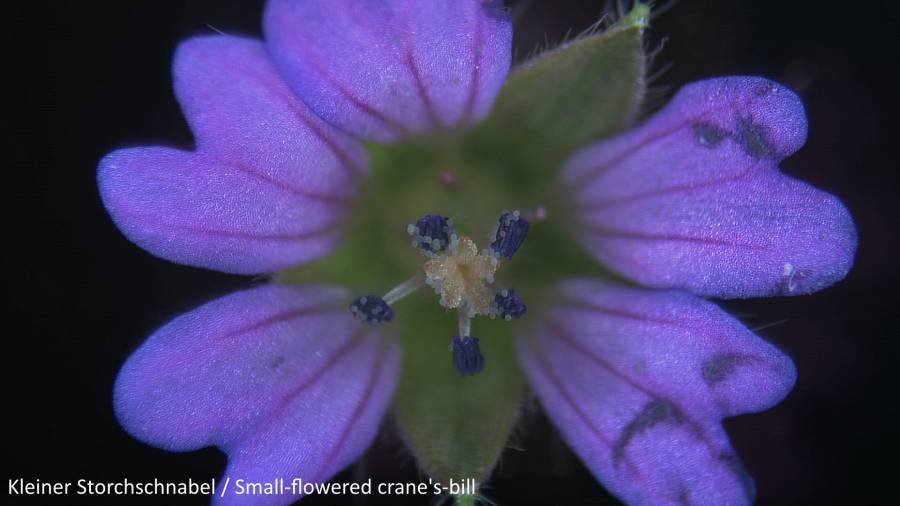 Bresser Junior Biolux ICD mikroskops