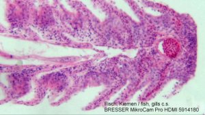 Bresser MikroCam Pro HDMI mikroskopa kamera