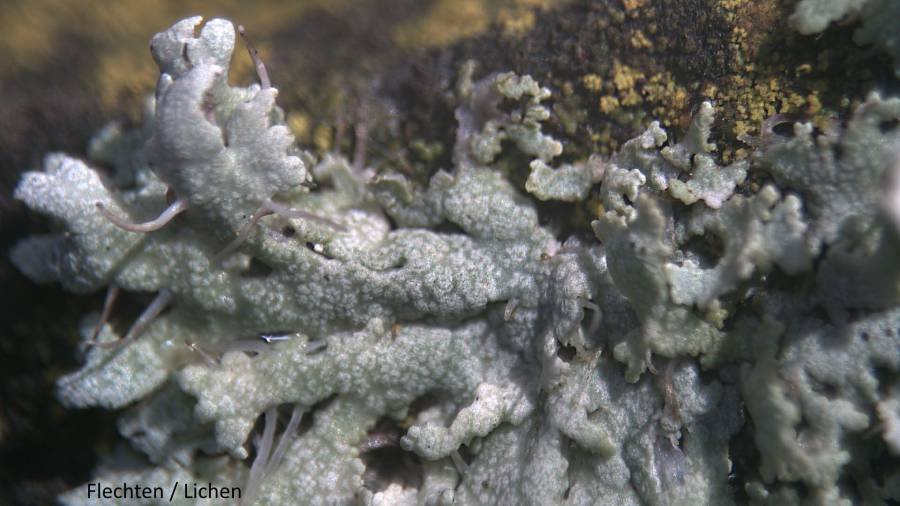 Bresser Junior Biolux ICD mikroskops