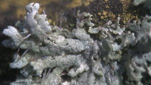 Bresser Junior Biolux ICD mikroskops