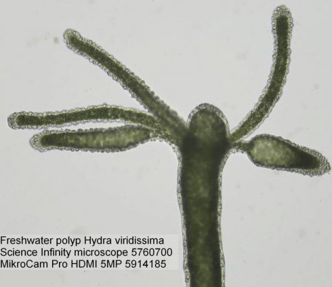 Bresser MikroCam Pro HDMI 5MP mikroskopa kamera