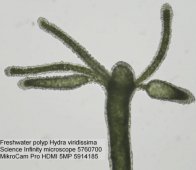 Bresser MikroCam Pro HDMI 5MP mikroskopa kamera